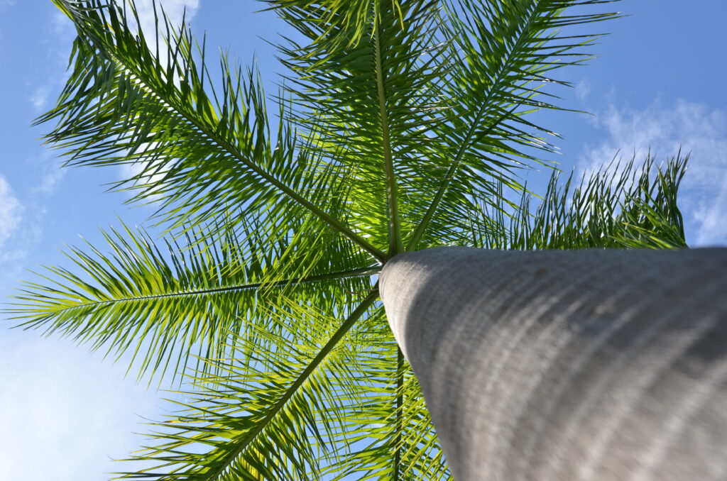 Bottom view of tall palm tree with vibrant green leaves against clear blue tropical sky wallpaper