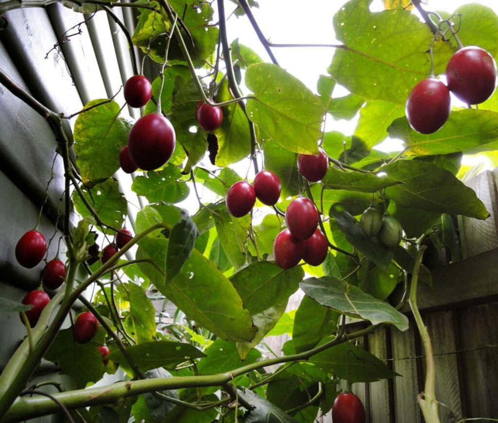 Vibrant Tamarillo Fruit Wallpaper with Lush Greenery Background