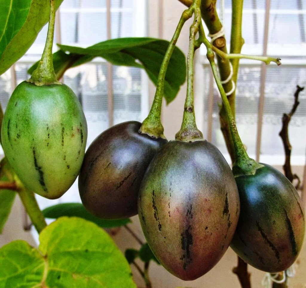Vibrant Tamarillo Fruits on Branch: Lush Green Nature Wallpaper