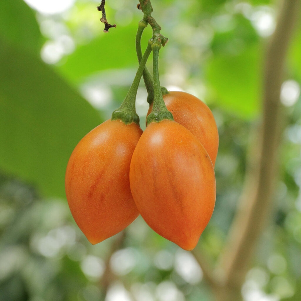 Vibrant Tamarillo Wallpaper: Three Ripe Fruits on Green Blurred Background