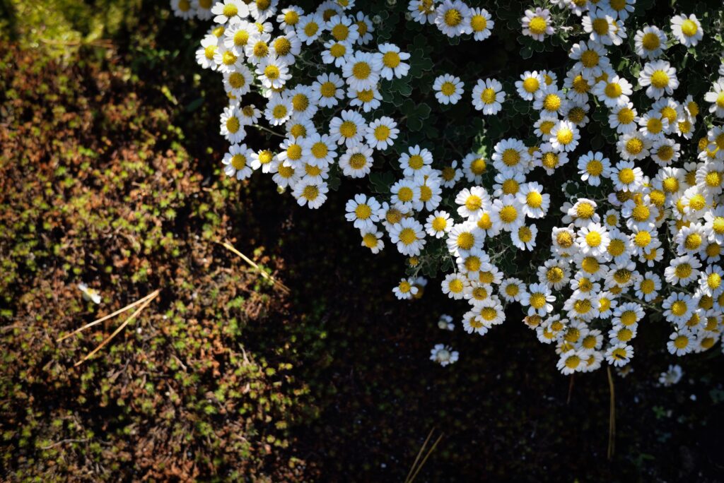 Cheerful Tanacetum Parthenium Flowers on Lush Green Background Wallpaper