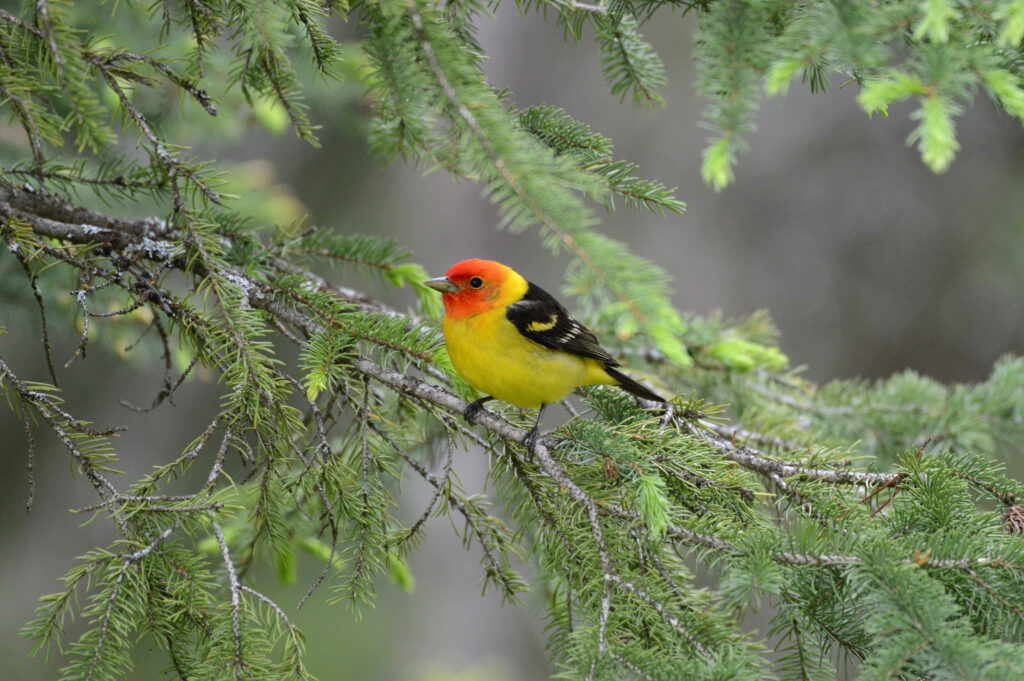 Vibrant Tanager on Branch Surrounded by Lush Green Needles Wallpaper