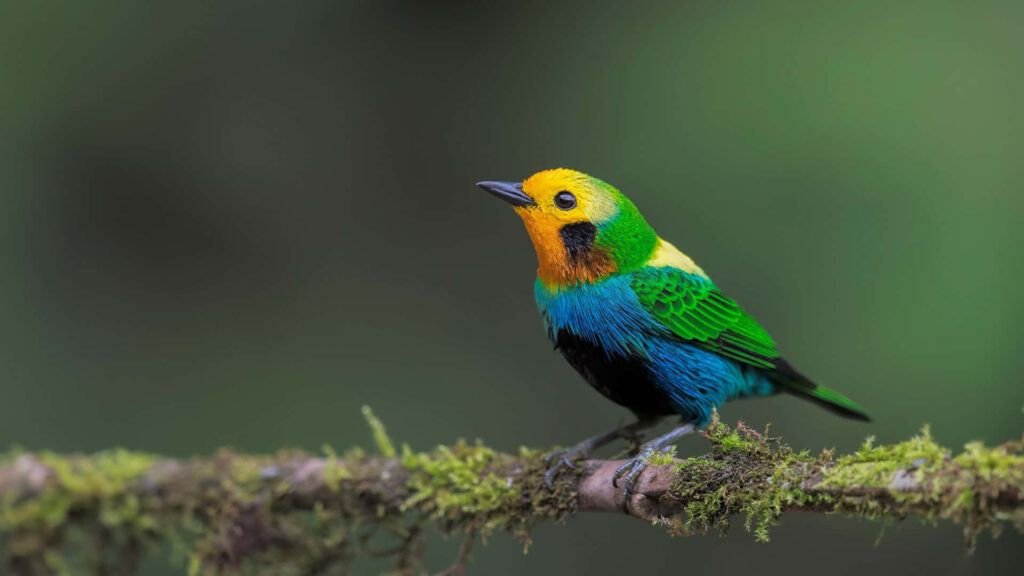 Stunning Tanager iPhone Wallpaper: Vibrant Bird on Mossy Branch