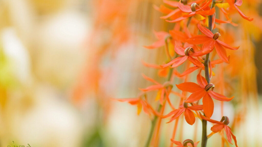 Vibrant Macro Flower: Tangerine Petals with Soft Blurred Background Wallpaper