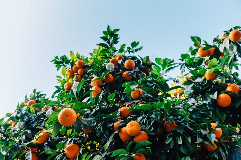 Vibrant Tangerine Tree Wallpaper Against Clear Blue Sky Background