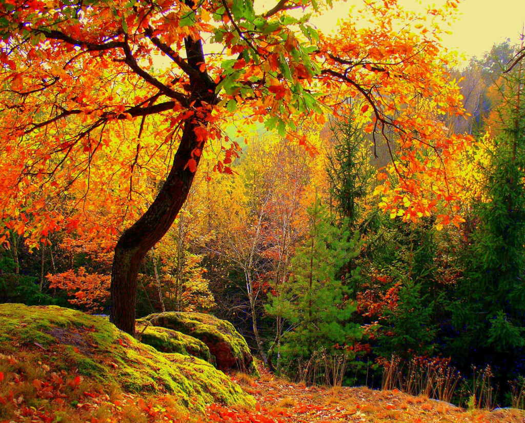 Vibrant Autumn: An Enchanting Tapestry of Orange and Red Maple Trees Paint the Fall Season Wallpaper