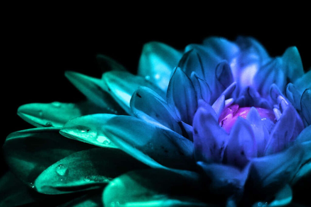 Vibrant Teal Flower Wallpaper: Stunning Contrast on Dark Background