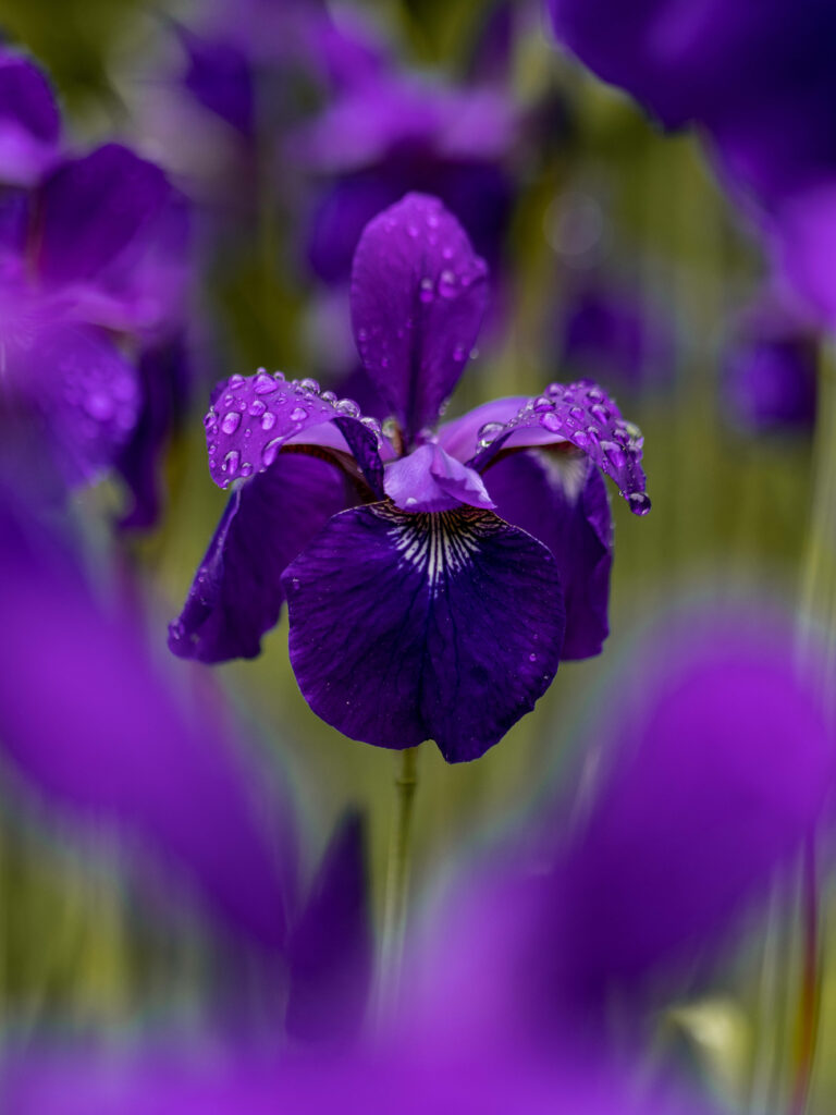 Vibrant Tennessee Iris Wallpaper: Deep Purple Serenity for Android