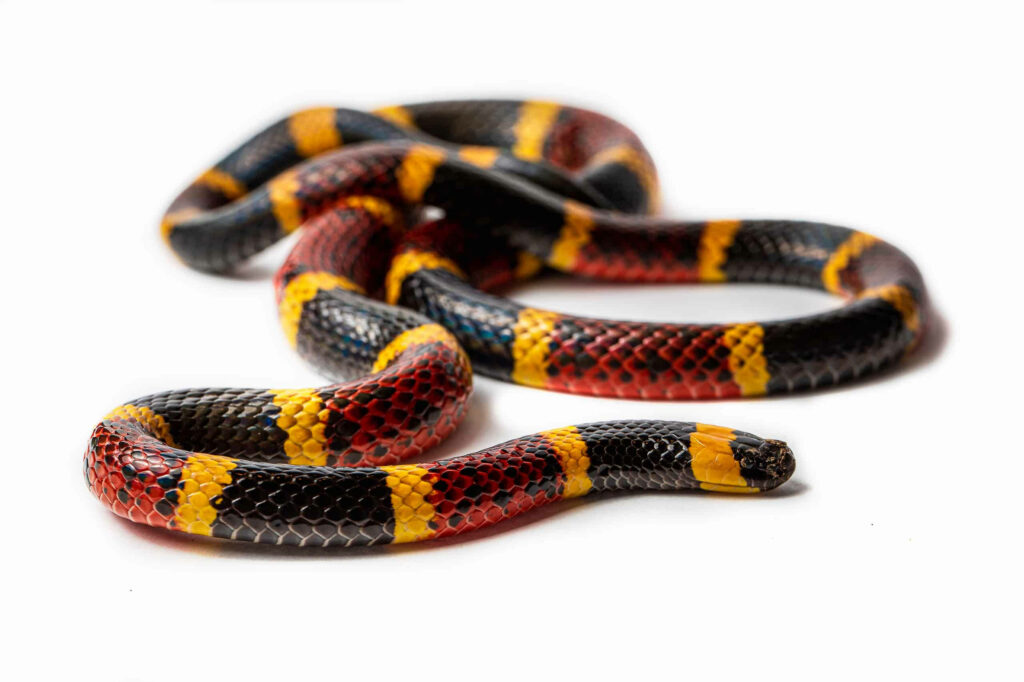 Vibrant Texas Coral Snake Wallpaper: Striking Red, Yellow, Black Bands
