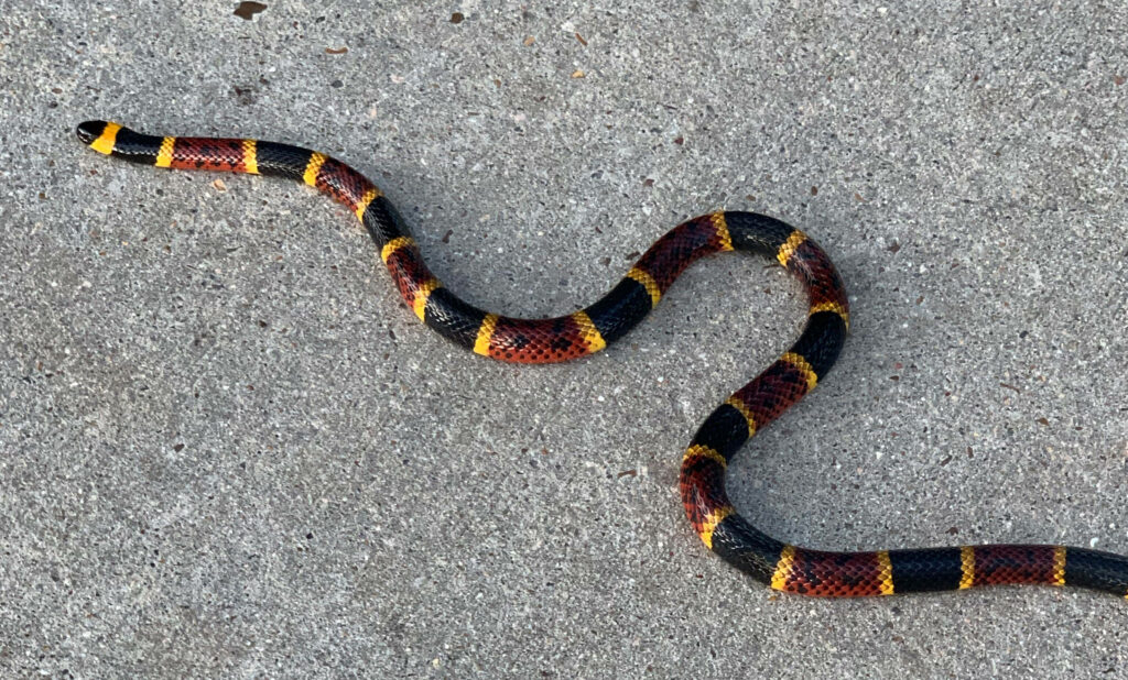 Texas Coral Snake Wallpaper: Vibrant Patterns on Concrete Background