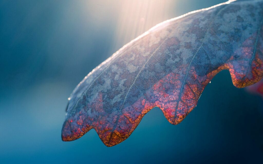 Vibrant Textured Leaf Wallpaper Background in Soft Sunlight