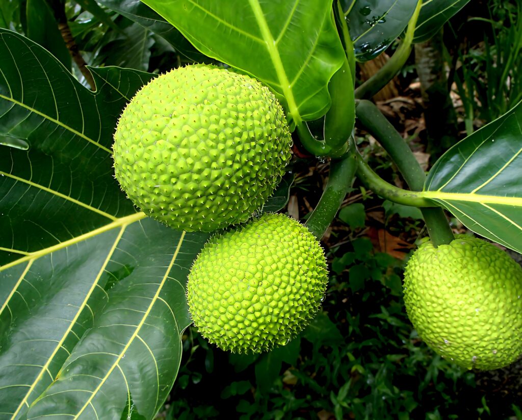 Close up of three vibrant breadfruit on branch with lush green tropical leaves background Wallpaper
