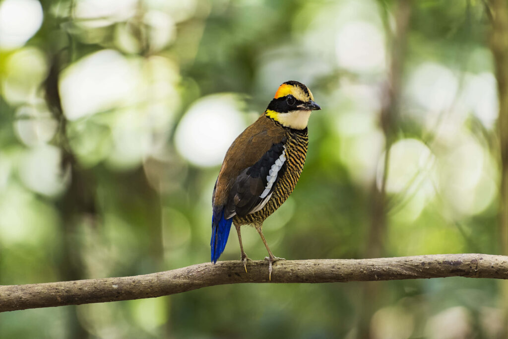 Vibrant Thrush Bird Perched on Branch Amidst Blurred Forest Background Wallpaper