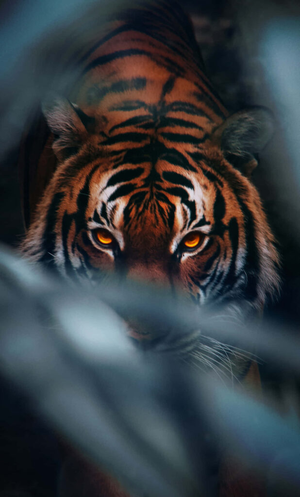 Majestic Tiger Close-Up Wallpaper: Intense Gaze & Striking Stripes