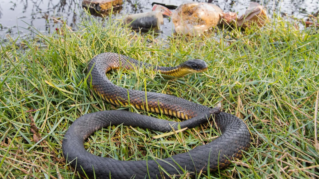 Graceful Tiger Snake Wallpaper in Vibrant Green Grass Background