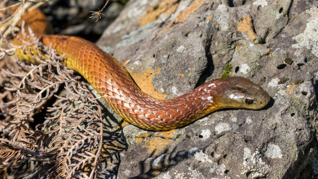 Vibrant Tiger Snake Slithering Over Textured Rocks - Nature Wallpaper