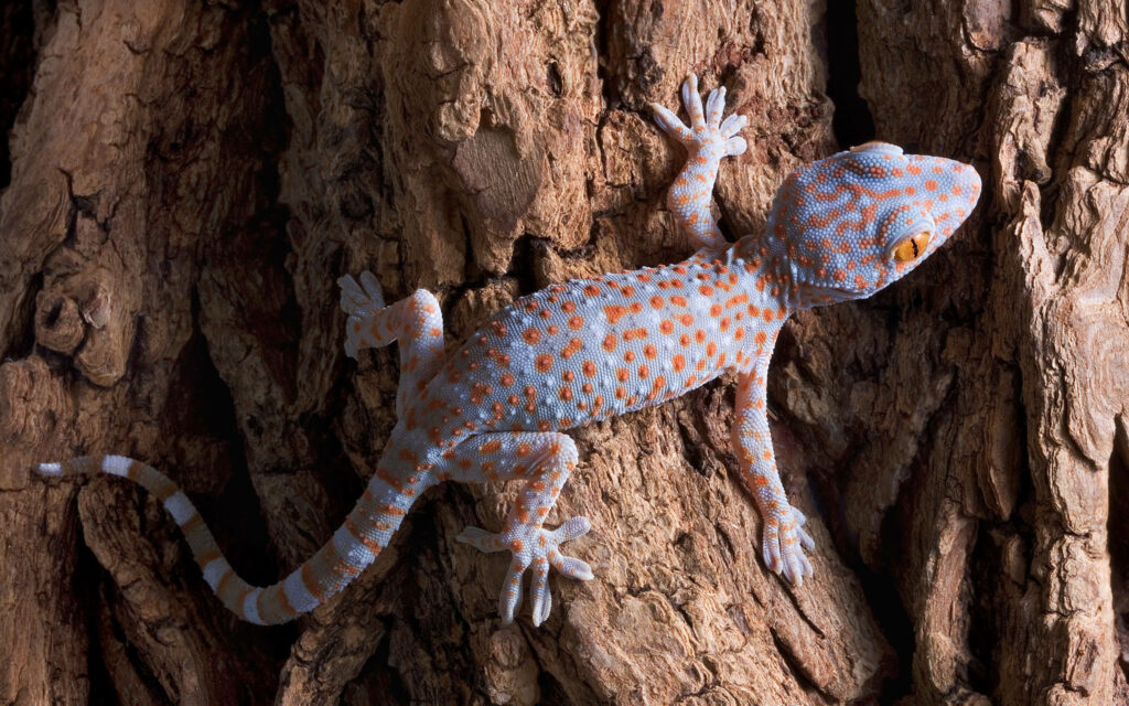 Vibrant Tokay Gecko on Textured Bark: Nature's Colorful Contrast Wallpaper
