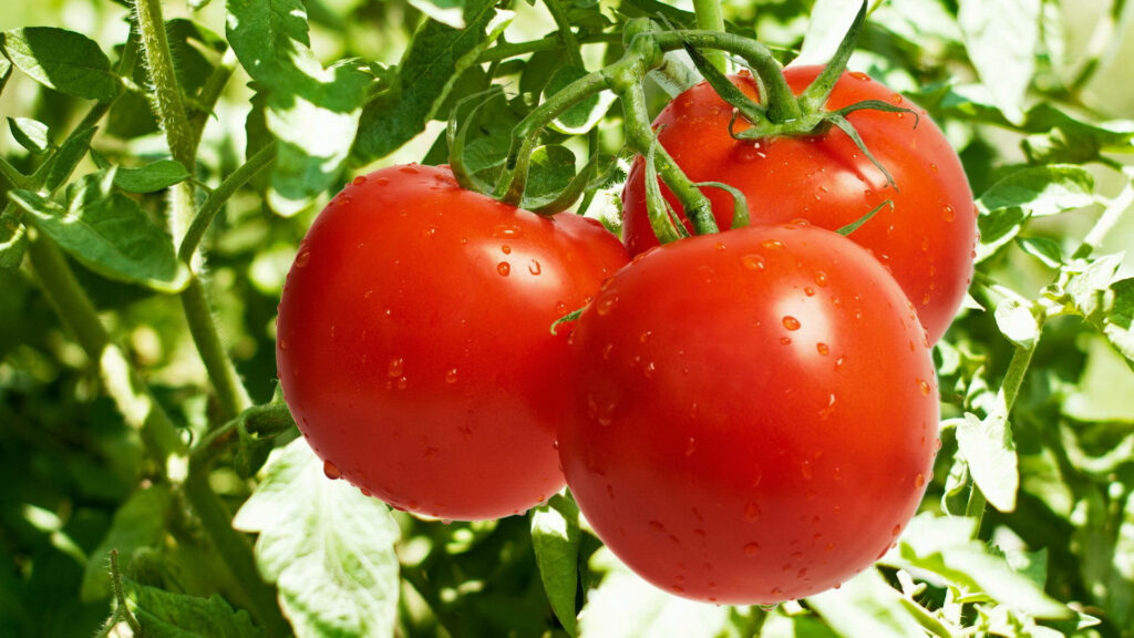 Vibrant Tomato Wallpaper: Ripe Fruits on a Lush Green Tree