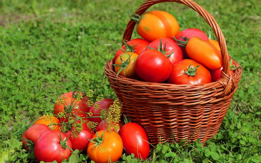 Vibrant Tomato Basket Wallpaper on Lush Green Grass - Rustic Charm