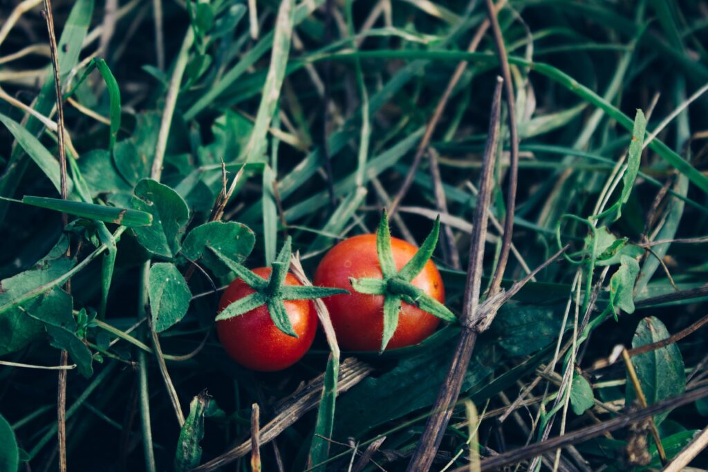 Vibrant Tomato Wallpaper: Fresh Vegetables in Lush Green Nature