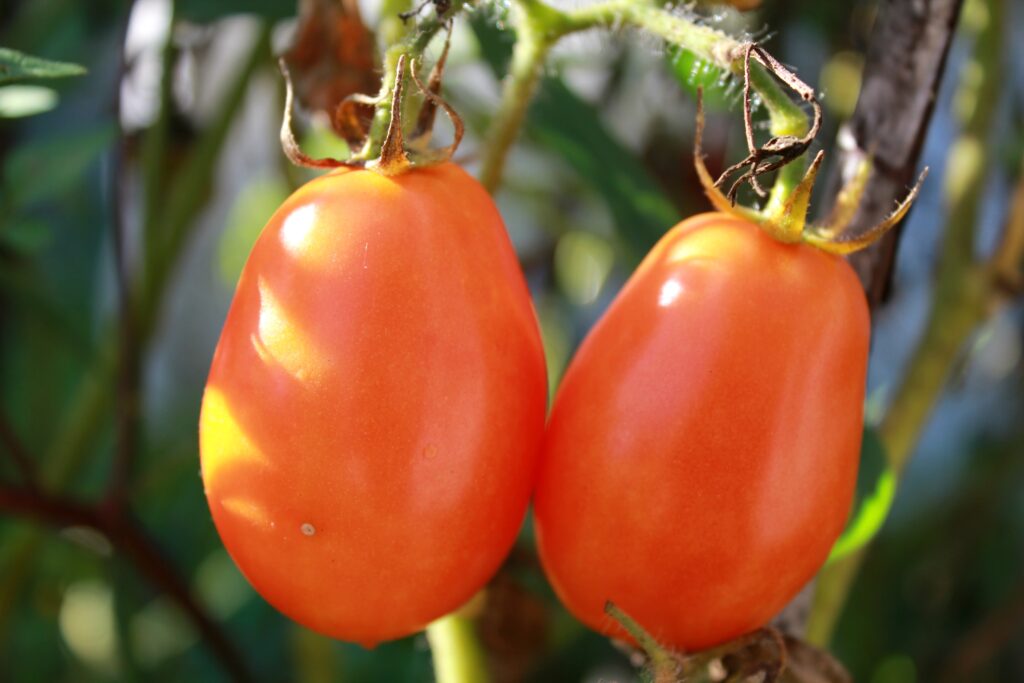 Vibrant Tomato Wallpaper: Ripe Red Tomatoes on a Lush Green Background