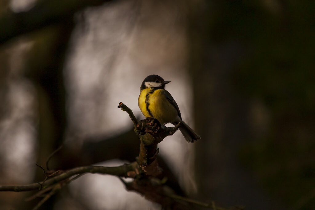 Vibrant Tomtit Perched on Branch - Stunning Bird Wallpaper