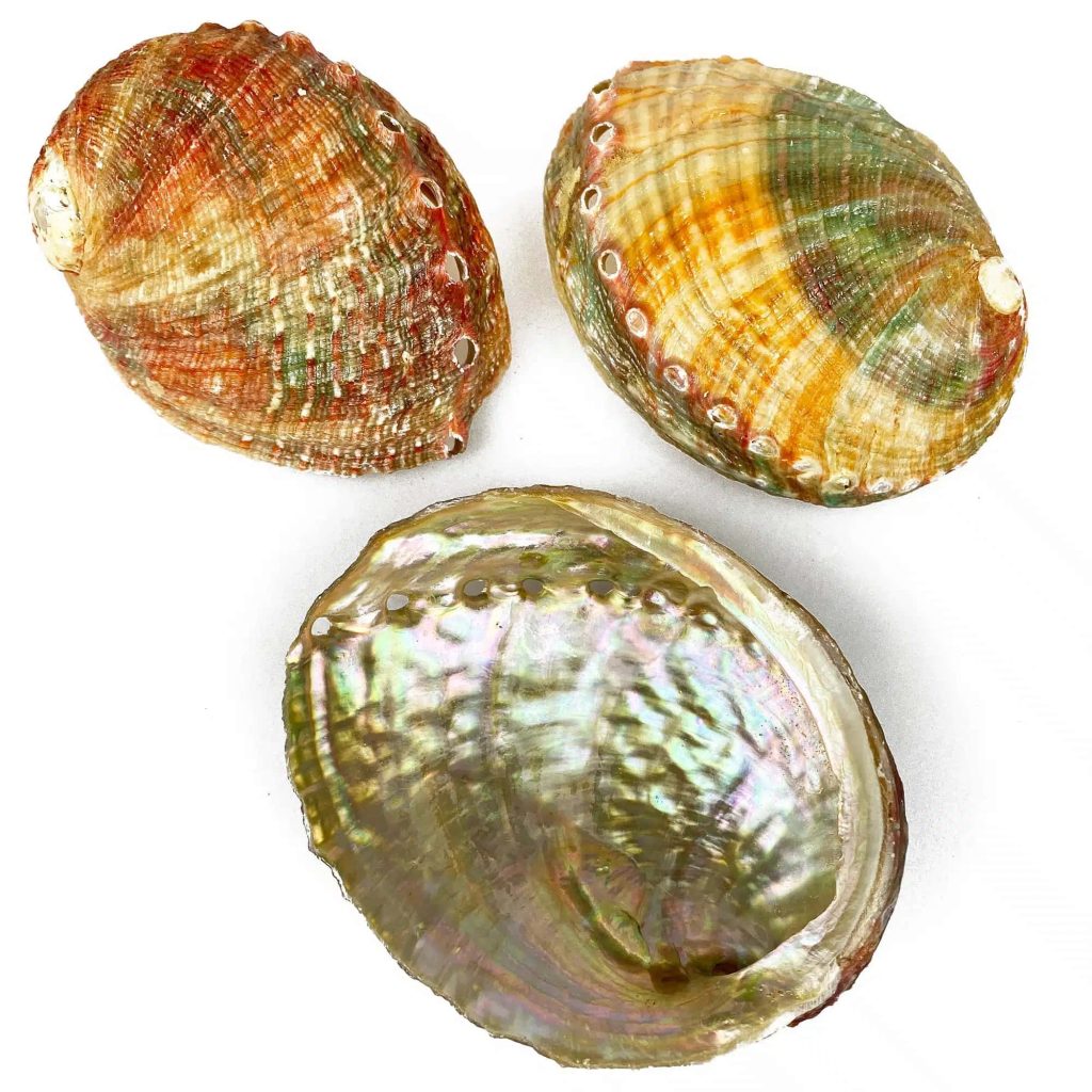 Top view of three colorful Haliotis abalone shells showing textured exterior and iridescent interior Wallpaper