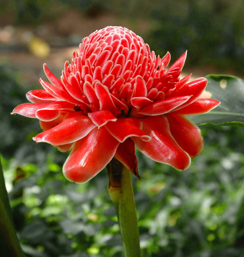 Stunning Torch Ginger Flower: Bright Red Petals in Tropical Greenery Wallpaper