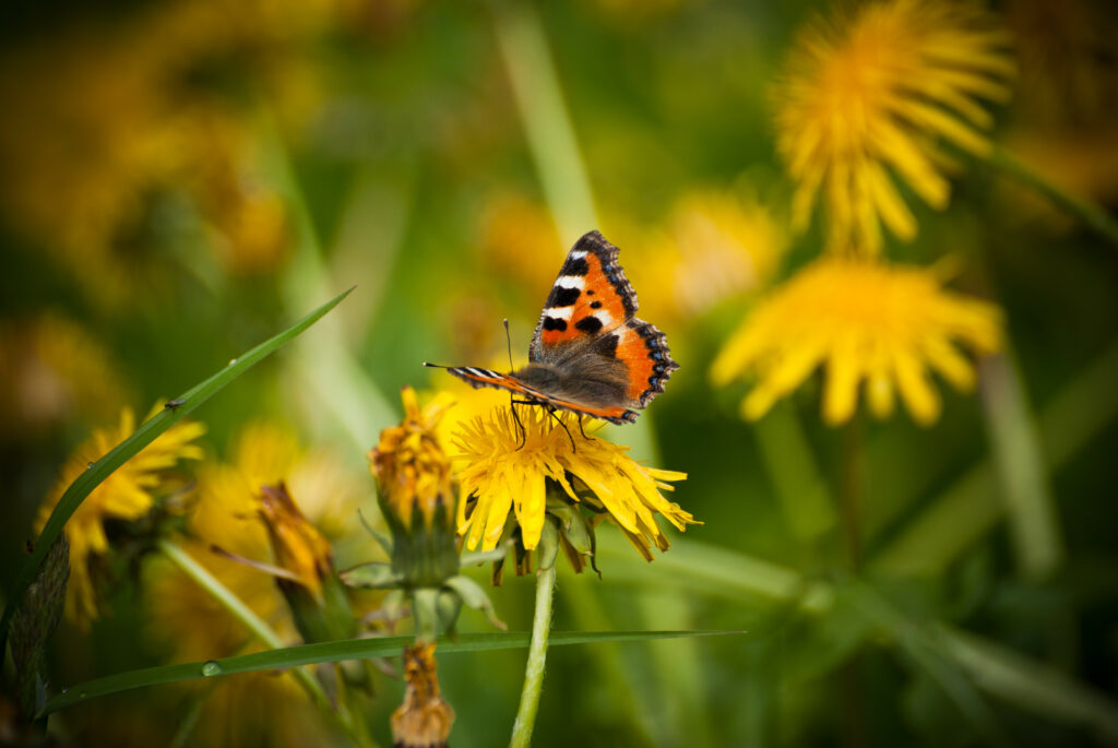 Vibrant Macro: Small Tortoiseshell Butterfly on Yellow Dandelion Wallpaper