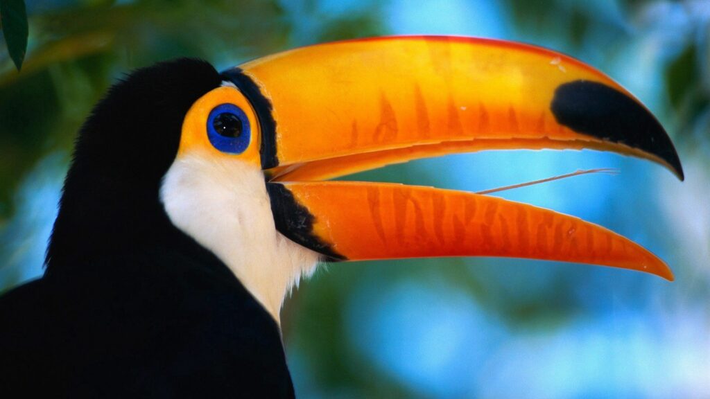 Vibrant Toucan Wallpaper: Colorful Bird on Natural Blurred Background