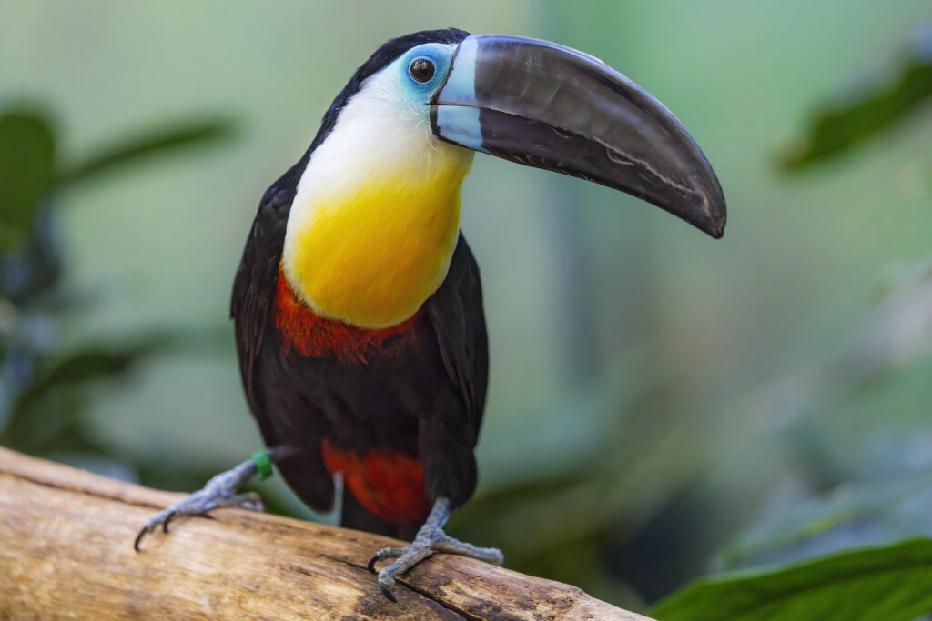 Vibrant Toucan Wallpaper: Colorful Bird on Green Background