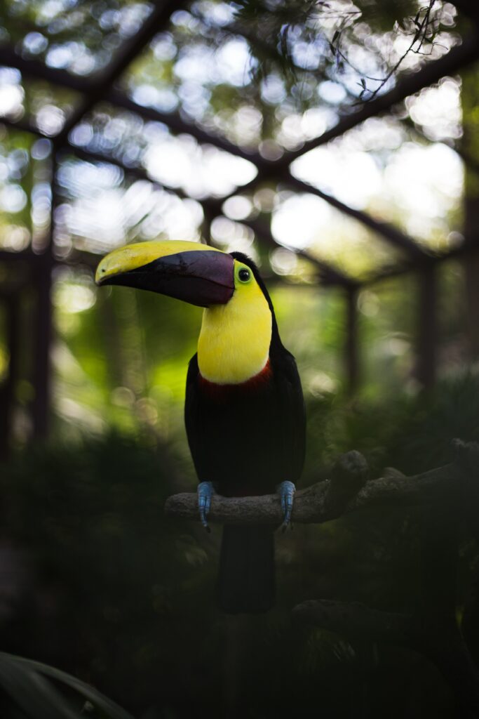 Vibrant Toucan Wallpaper: Colorful Beak on Lush Green Background