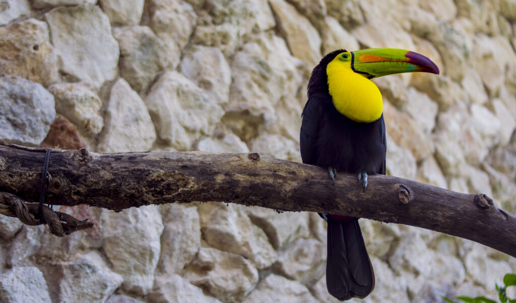 Vibrant Toucan Wallpaper: Colorful Bird on Rustic Stone Background