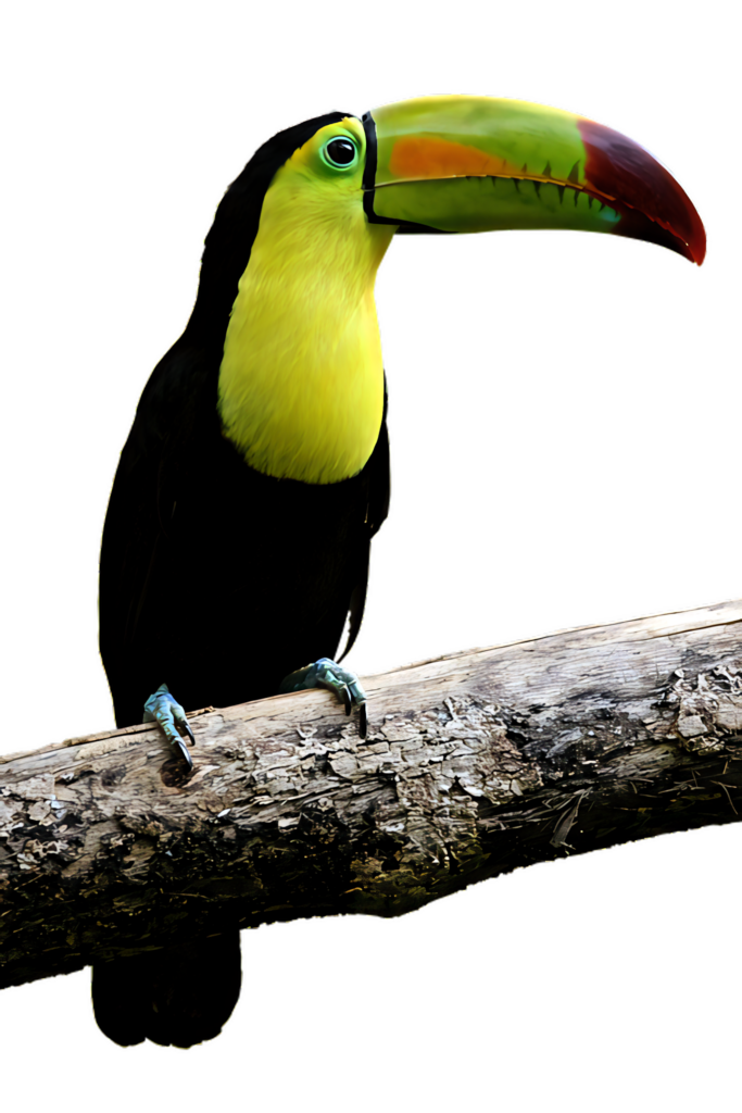 Vibrant Toucan Wallpaper: Striking Colors on a Simple Background