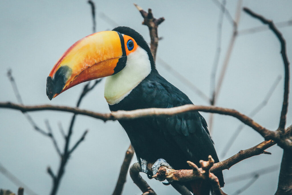 Vibrant Toucan on Branch: Colorful Bird Wallpaper for Nature Lovers