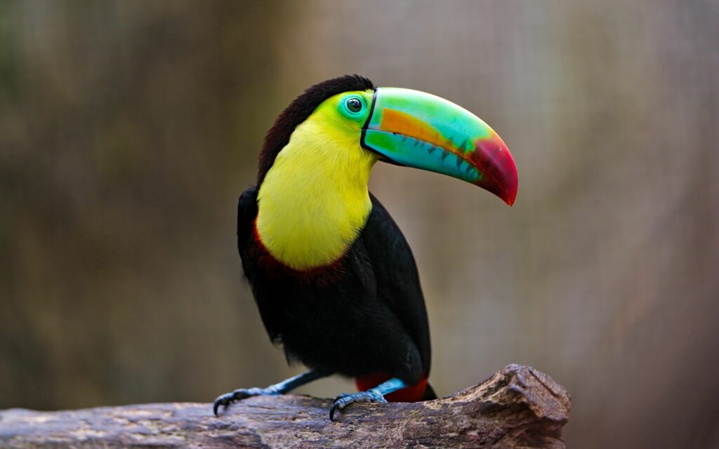 Vibrant Toucan Wallpaper: Striking Colors Against Nature's Backdrop