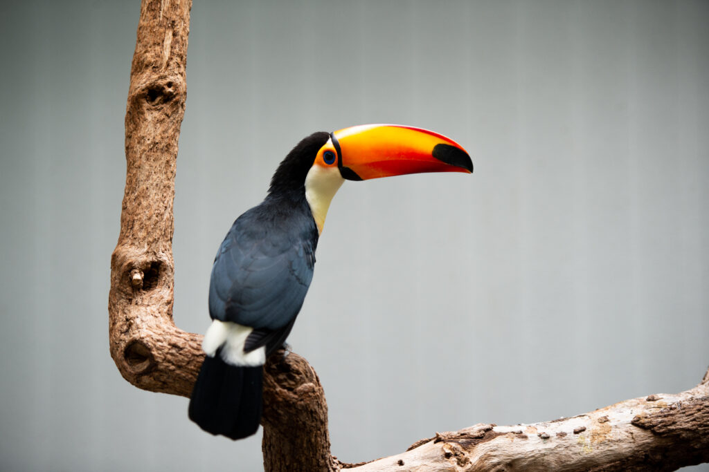Vibrant Toucan Wallpaper: Colorful Bird on Gnarled Branch