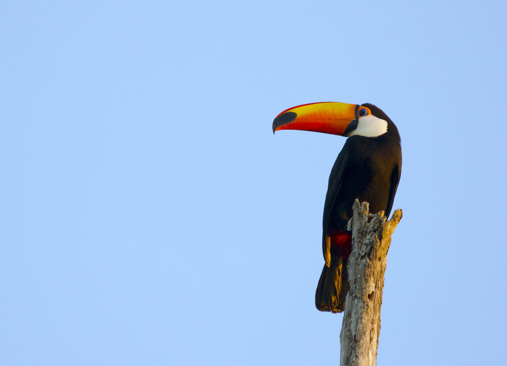 Vibrant Toucan on Tree Branch with Blue Sky Wallpaper