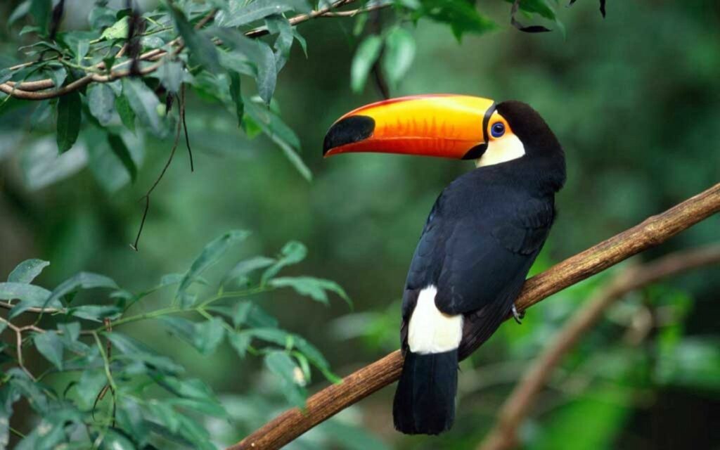 Vibrant Toucan Wallpaper: Colorful Bird on a Tree Branch