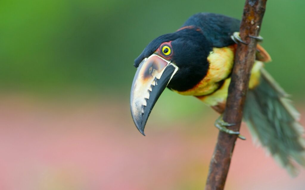 Vibrant Toucan on Branch: Colorful Beak & Feathers in Nature Wallpaper