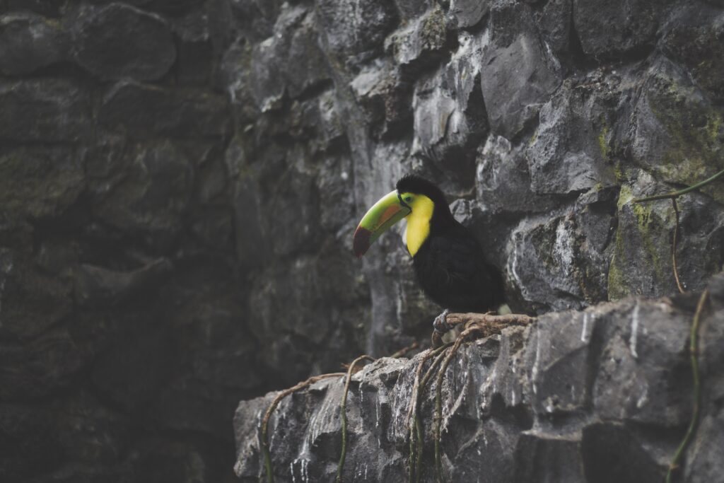 Vibrant Toucan on Rustic Rock - Exotic Bird Wallpaper Background