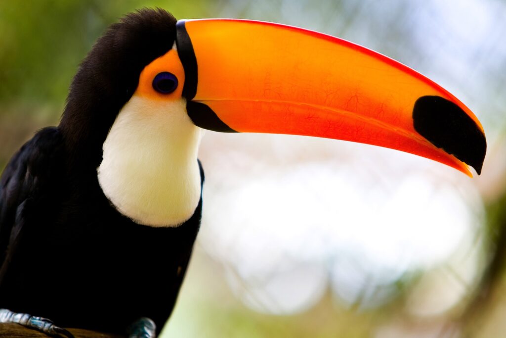 Vibrant Toucan Wallpaper: Striking Plumage & Orange Beak