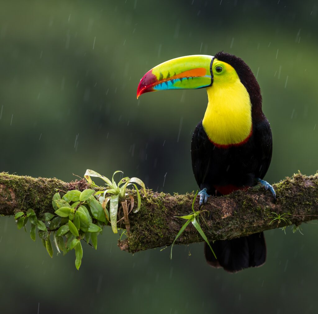 Vibrant Toucan Wallpaper: Tropical Jungle Beauty and Biodiversity