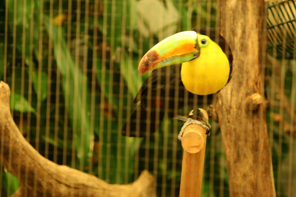 Vibrant Toucan on Branch – Colorful Zoo Wallpaper with Lush Background