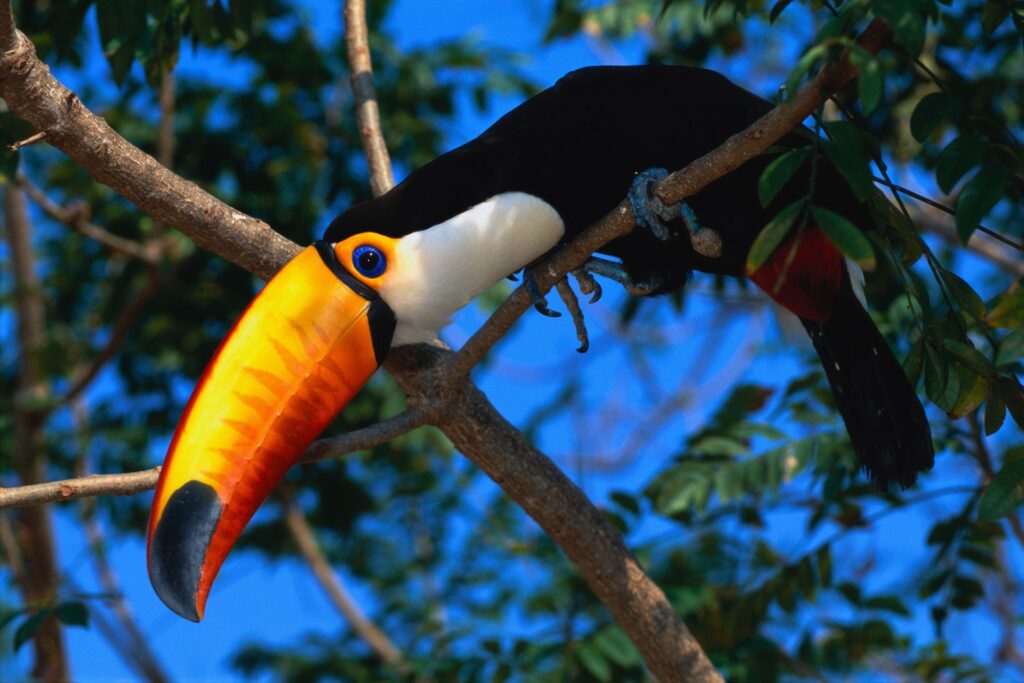 Vibrant Toucan Wallpaper: Colorful Beak & Lush Green Background