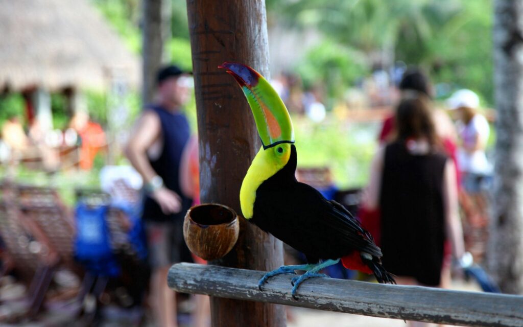 Colorful Toucan Perched on Railing in Lively Tropical Setting Wallpaper
