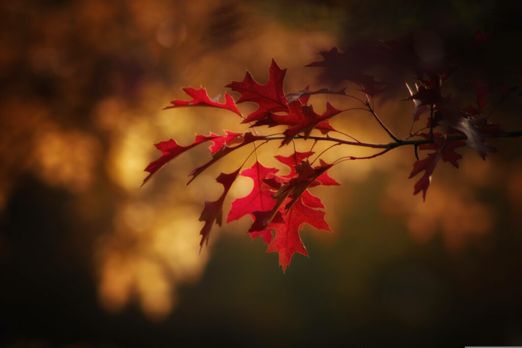 Autumn's Captivating Colors: A Breathtaking Background of Fall Leaves Wallpaper