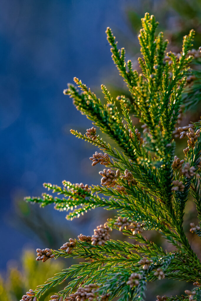 Vibrant Macro Tree Branch: Green Needles & Cones - Nature Wallpaper