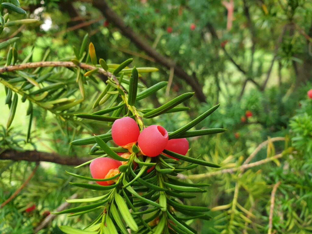 Vibrant Tree Branches with Red Fruits - Natural Wallpaper Background