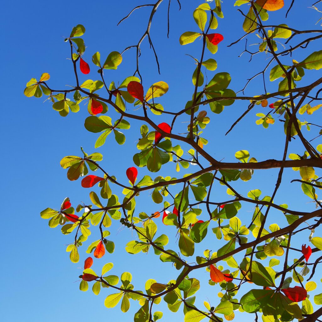 Colorful Leafy Tree Branches Wallpaper Against Blue Sky - Macro Detail